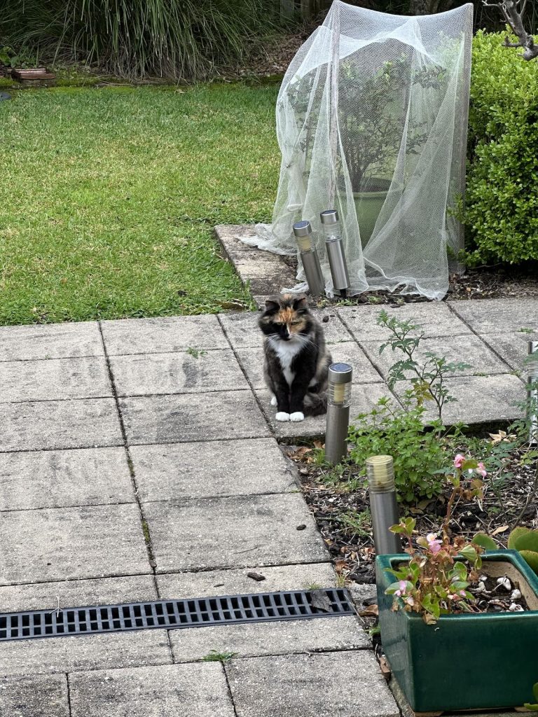 Photo of the month: a picture of my cat Buzz in the garden